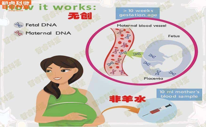 保亭县成年人亲子鉴定价格怎么算